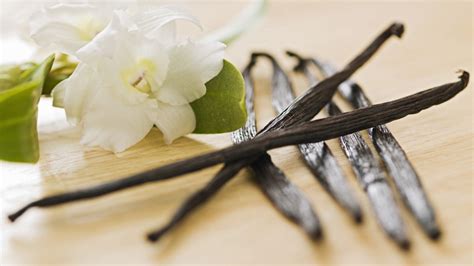 Biscuit small  Diffuser